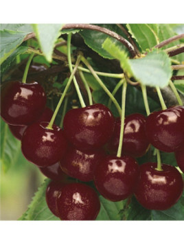 Prunus avium 'Hâtif de Burlat' / Cerisier bigarreau