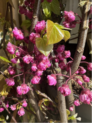 Arbre de judée -  Cercis canadensis pink pompom