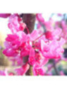 Arbre de judée -  Cercis canadensis Merlot