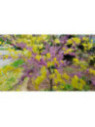Arbre de judée -  Cercis canadensis 'The Rising Sun'