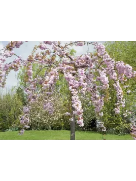 Cerisier Fleur Kiku Shidare Zakura