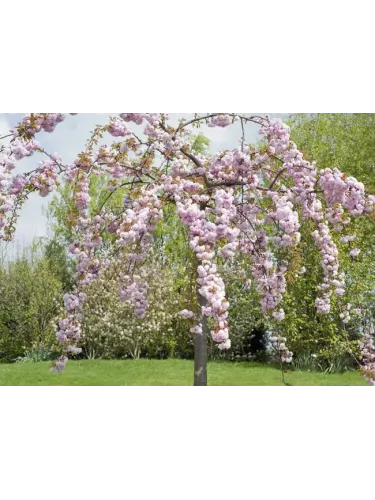 Cerisier Fleur Kiku Shidare Zakura