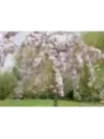 Cerisier Fleur Kiku Shidare Zakura