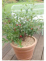Prunus 'Cherry baby' / Cerisier nain (autofertile)