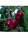 Prunus avium 'Tardif de vignola' / Cerisier bigarreau