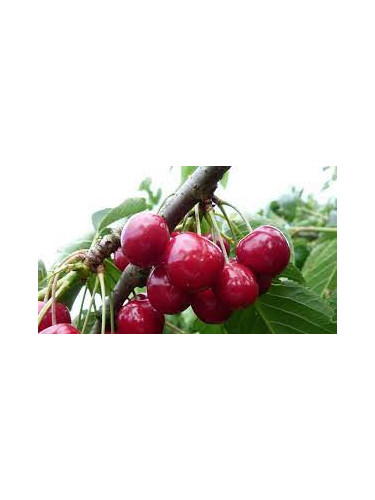 Prunus avium 'Summit' / Cerisier bigarreau