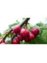 Prunus avium 'Summit' / Cerisier bigarreau