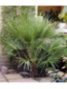 Chamaerops humilis / Palmier nain