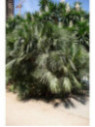 Chamaerops humilis / Palmier nain