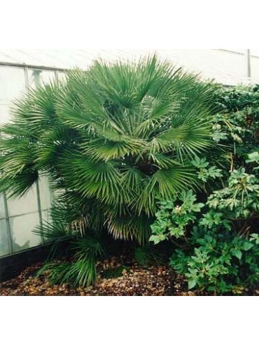 Chamaerops humilis / Palmier nain