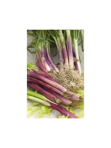Ciboule rouge - Allium fistulosum
