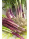 Ciboule rouge - Allium fistulosum