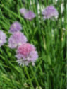 Ciboulette commune - Allium schoenoprasum