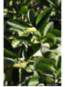 Citrange c35 x citroncirus Porte greffe