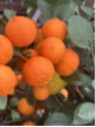 Citrus x limonia 'di Rangpur' / Citronnier limette rouge