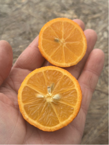 Citrus x limonia 'di Rangpur' / Citronnier limette rouge