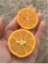 Citrus x limonia 'di Rangpur' / Citronnier limette rouge