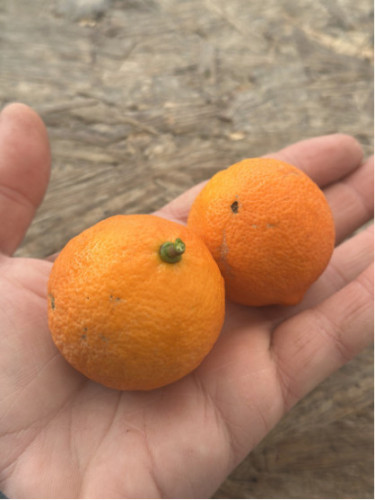 Citrus x limonia 'di Rangpur' / Citronnier limette rouge