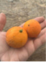 Citrus x limonia 'di Rangpur' / Citronnier limette rouge