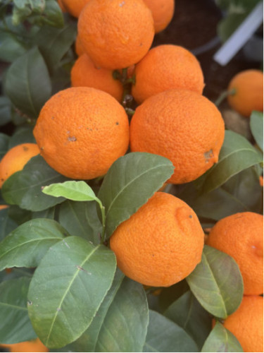 Citrus x limonia 'di Rangpur' / Citronnier limette rouge