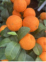 Citrus x limonia 'di Rangpur' / Citronnier limette rouge
