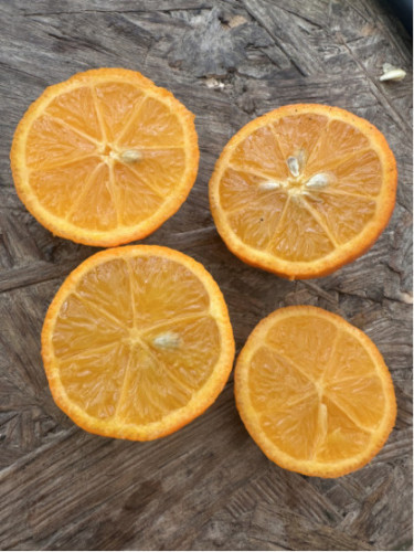 Citrus x limonia 'di Rangpur' / Citronnier limette rouge