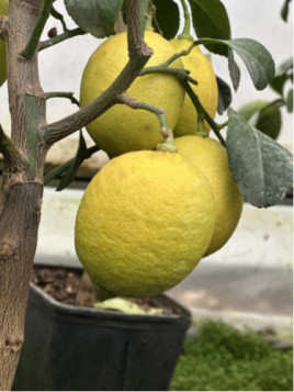 Citrus limon 'Lunario' / Citronnier '4 saisons'
