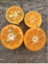 Citrus mitis / Calamondin