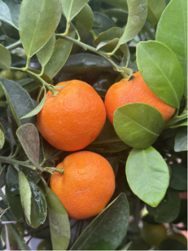 Citrus mitis / Calamondin