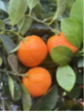 Citrus mitis / Calamondin