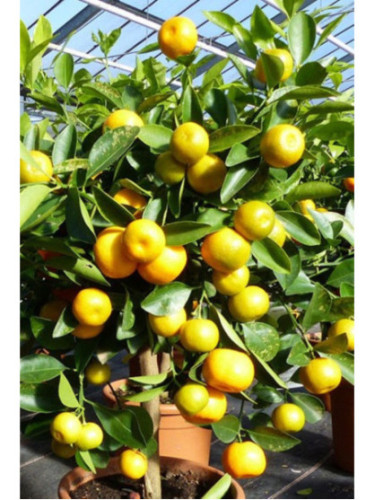 Citrus mitis / Calamondin