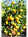 Citrus mitis / Calamondin