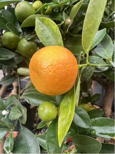 Citrus mitis / Calamondin
