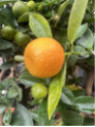 Citrus mitis / Calamondin
