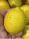 Citrus limon / Citronnier jaune '4 saisons'