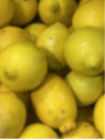 Citrus limon / Citronnier jaune '4 saisons'