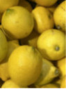 Citrus lemon Eureka / Citron de Menton / 4 saisons eureka