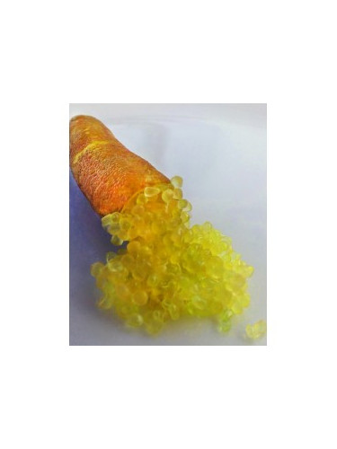 Microcitrus x austalasica 'Yellow'  / Citron Caviar