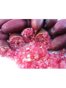 Citron caviar / Microcitrus x austalasica 'Red'