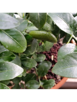 Microcitrus x austalasica / Caviar sur volkamériana