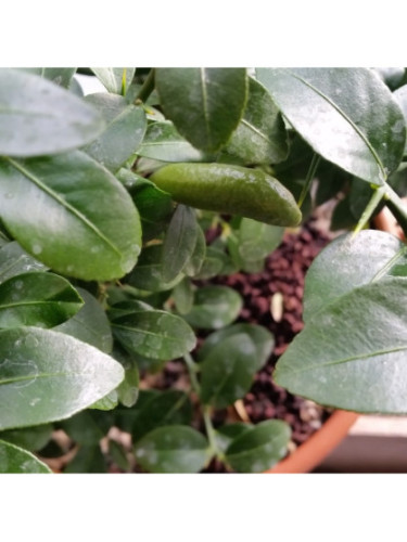 Microcitrus x austalasica / Caviar sur volkamériana