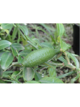 Microcitrus x austalasica / Caviar sur volkamériana
