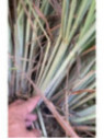Cymbopogon citratus /Citronnelle de Madagascar