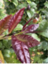 Citrus x limon 'Femminello carrubaro' / Citronnier 4 saisons
