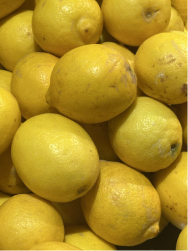 Citrus x limon 'Femminello carrubaro' / Citronnier 4 saisons