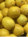 Citrus x limon 'Femminello carrubaro' / Citronnier 4 saisons