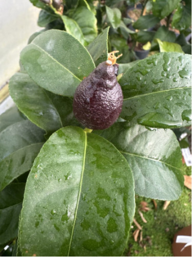 Citrus x limon 'Femminello carrubaro' / Citronnier 4 saisons