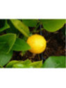 Citrus x 'Meyeri' / Citronnier jaune