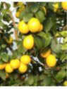 Citrus x 'Meyeri' / Citronnier jaune