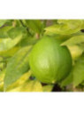 Citrus x 'Meyeri' / Citronnier jaune
